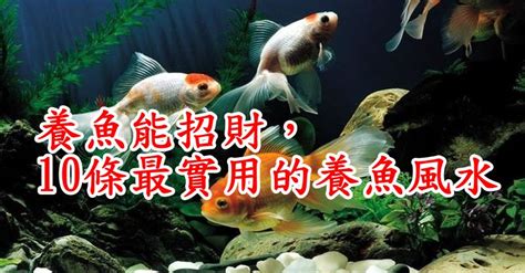 招財風水魚|養魚能招財，10條最實用的養魚風水（你一定要知道）。